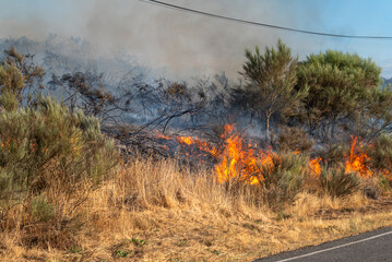 A Forest Fire with Flames in a Dry Bush. Concept The rapid spread of a wildfire.