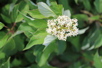 Red-osier dogwood blossoms at Illinois Beach State Park in Zion