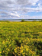 Fototapeta premium An endless field of yellow flowers and green grass under the summer sky