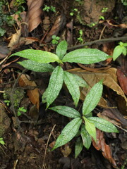 Small understory plant with variegated leaves