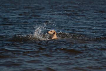 Obraz premium Golden retriever dog swimming in lake water creating splash while enjoying aquatic exercise