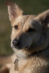 Close-up portrait of golden dog with soft expression and kind eyes in natural lighting