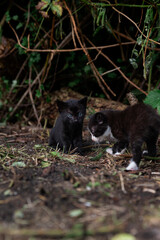 Two young kittens playing together in natural woodland environment during exploration