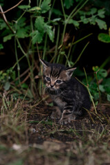 Small tabby kitten exploring forest floor surrounded by natural vegetation and undergrowth