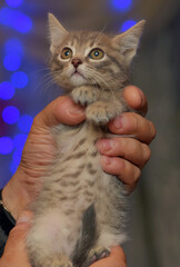a charming tabby kitten being held in a loving embrace.  