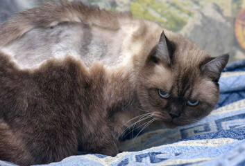 a colorpoint cat with visible shaved fur on its back and sides - a sign of recent medical intervention or treatment  © Evdoha