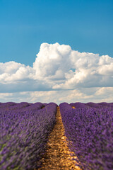 Stunning Lavender Fields in Brihuega, Spain on a Sunny Summer Day