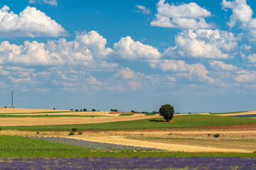 Stunning Lavender Fields in Brihuega, Spain on a Summer Day