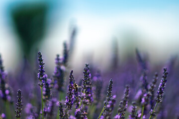 Stunning Lavender Fields in Brihuega, Spain During Summer