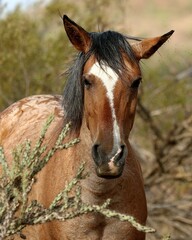 Portrait of a Wild Horse 