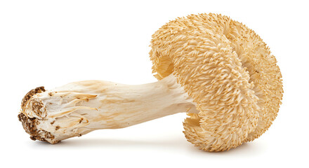 Close up of a lion's mane mushroom with a textured surface and thick stem on a white background space