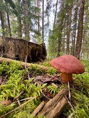 Wild red mushroom growing on mossy forest floor with natural woodland background