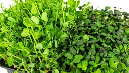 Close-up view of vibrant green pea and sunflower sprouts, showcasing healthy plant growth in a black container.