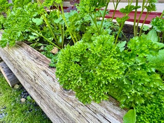 green parsley thriving in a rustic wooden planter box, showcasing organic outdoor herb gardening 