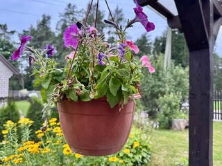 Colorful petunias in a hanging pot with bright summer garden in the background