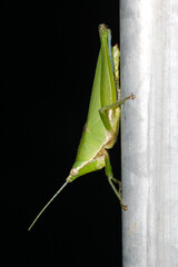 Vibrant Green Grasshopper Clinging to Metallic Surface at Night