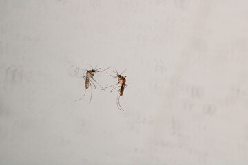 Two Mosquitoes on a Light Background with Natural Details