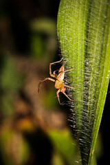 Close-Up of a Unique Spider on a Vertical Leaf in Natural Habitat