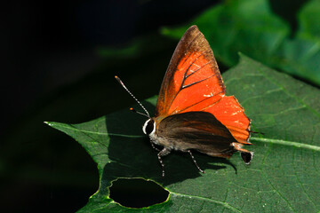 Vibrant Orange Butterfly Resting on Leaf in Natural Habitat