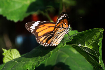 Vibrant Monarch Butterfly Perched on Fresh Green Leaf in Nature