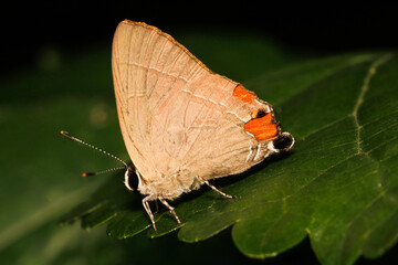 Close-up of a Butterfly Resting on a Green Leaf in Nature