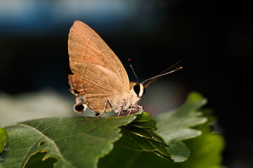 Beautiful Brown Butterfly on Leaf in Natural Habitat Close-Up Shot