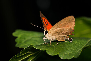 Colorful Butterfly Perched on Leaf with Vivid Orange Wings