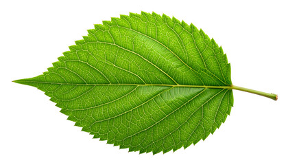 PNG Transparent Green Leaf with Detailed Veins