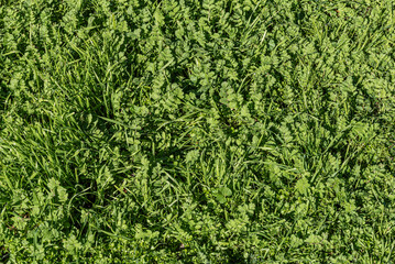 Fresh Green Grass and Leaves in Natural Outdoor Environment