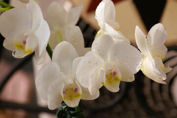 white orchid in a vase