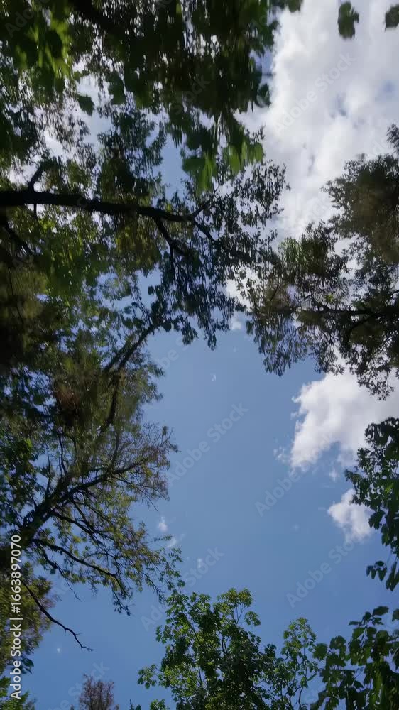 Poster lush green forest canopy captured from a low-angle, creating a serene and immersive nature video exp