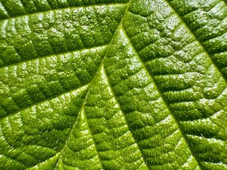 Extreme closeup of green leaf revealing intricate vein patterns and organic textures through macro 