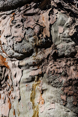 Detailed view of tree bark displaying varied textures and earthy tones, emphasizing natural beauty. 
