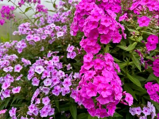 Vibrant pink and purple phlox flowers blooming in a lush summer garden