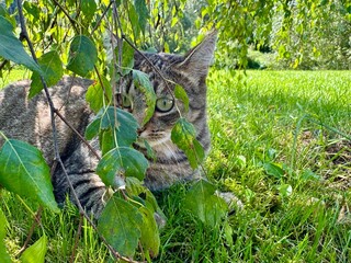 domestic cat rests comfortably in the green grass under the gentle shade of birch tree branches