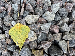 A single fallen yellow birch leaf rests delicately on a bed of small stones