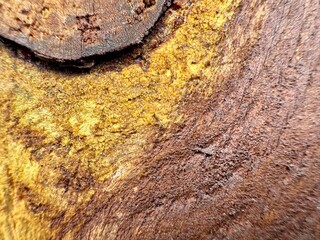 Detailed close up of old tree bark with natural cracks and rustic wooden texture