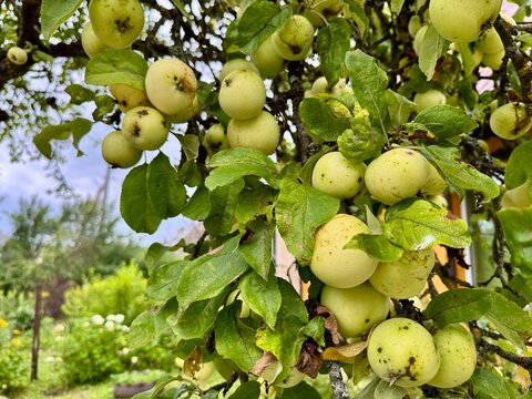 Branches of apple tree with green apples and leaves in a summer orchard close view