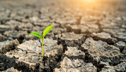 Young green plant growing from dry cracked soil with sunlight in background symbolizing hope and growth