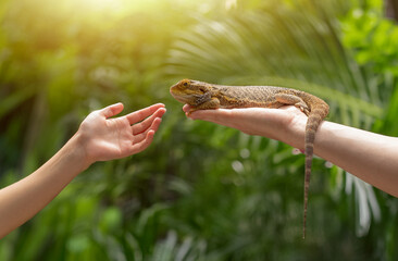 beauty wellness background with hands holding agama lizard