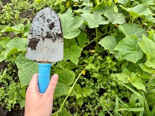 Hand with garden trowel over lush green vegetable plants in summer garden