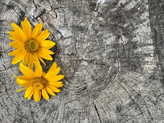Two yellow flowers lying on textured wooden stump background in close up view