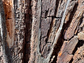  close-up of tree bark texture showcasing its unique natural patterns and rugged organic surface. 