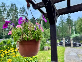 Colorful petunias in a hanging pot with bright summer garden in the background