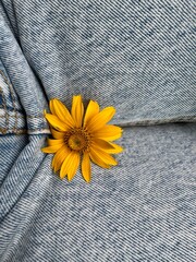 Bright yellow flower placed on blue denim background symbolizing contrast and freshness