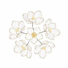 A delicate cluster of five white blossoms with golden centers, elegantly arranged in a circular pattern, rendered in a minimalist, continuous line art style