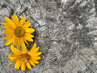 Two yellow flowers lying on textured wooden stump background in close up view