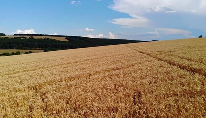 Fototapeta premium Expansive golden wheat field stretches across a landscape under a vibrant blue sky.