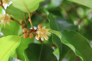 Obraz premium Close-up of Mimusops elengi flowers or Bokul and buds blooming on a tree.