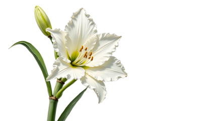 White lily flower with budding bloom and green stems  